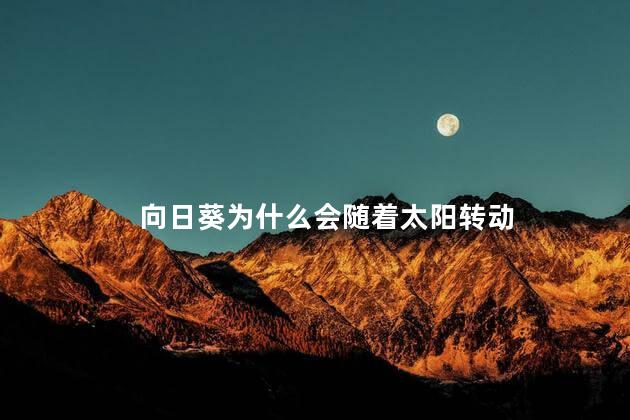 向日葵为什么会随着太阳转动