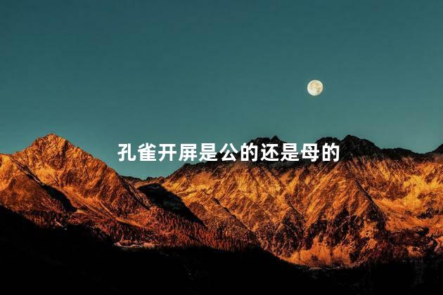 孔雀开屏是公的还是母的