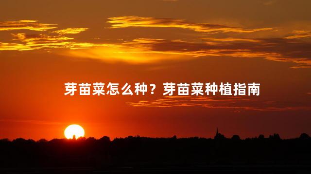 芽苗菜怎么种？芽苗菜种植指南