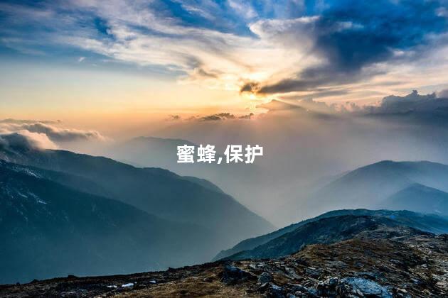 蜂的赏析？蜂：饱含诗意的生命之舞