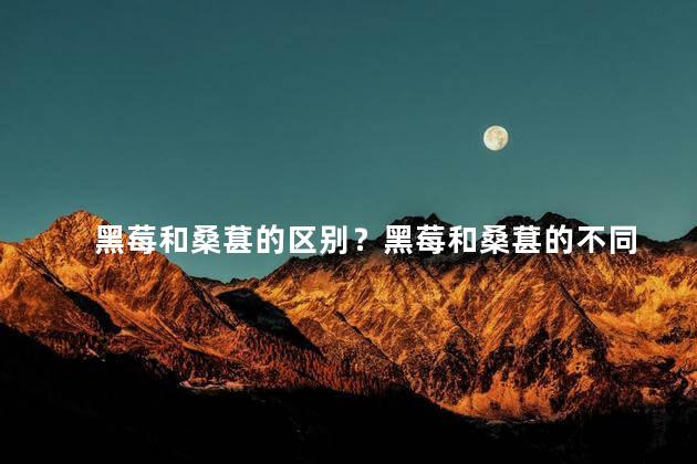 黑莓和桑葚的区别？黑莓和桑葚的不同