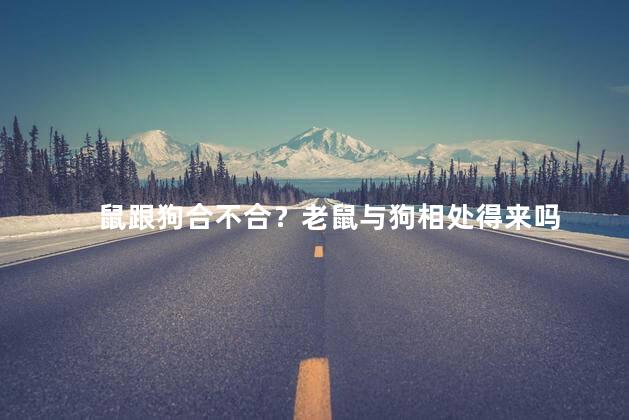 鼠跟狗合不合？老鼠与狗相处得来吗